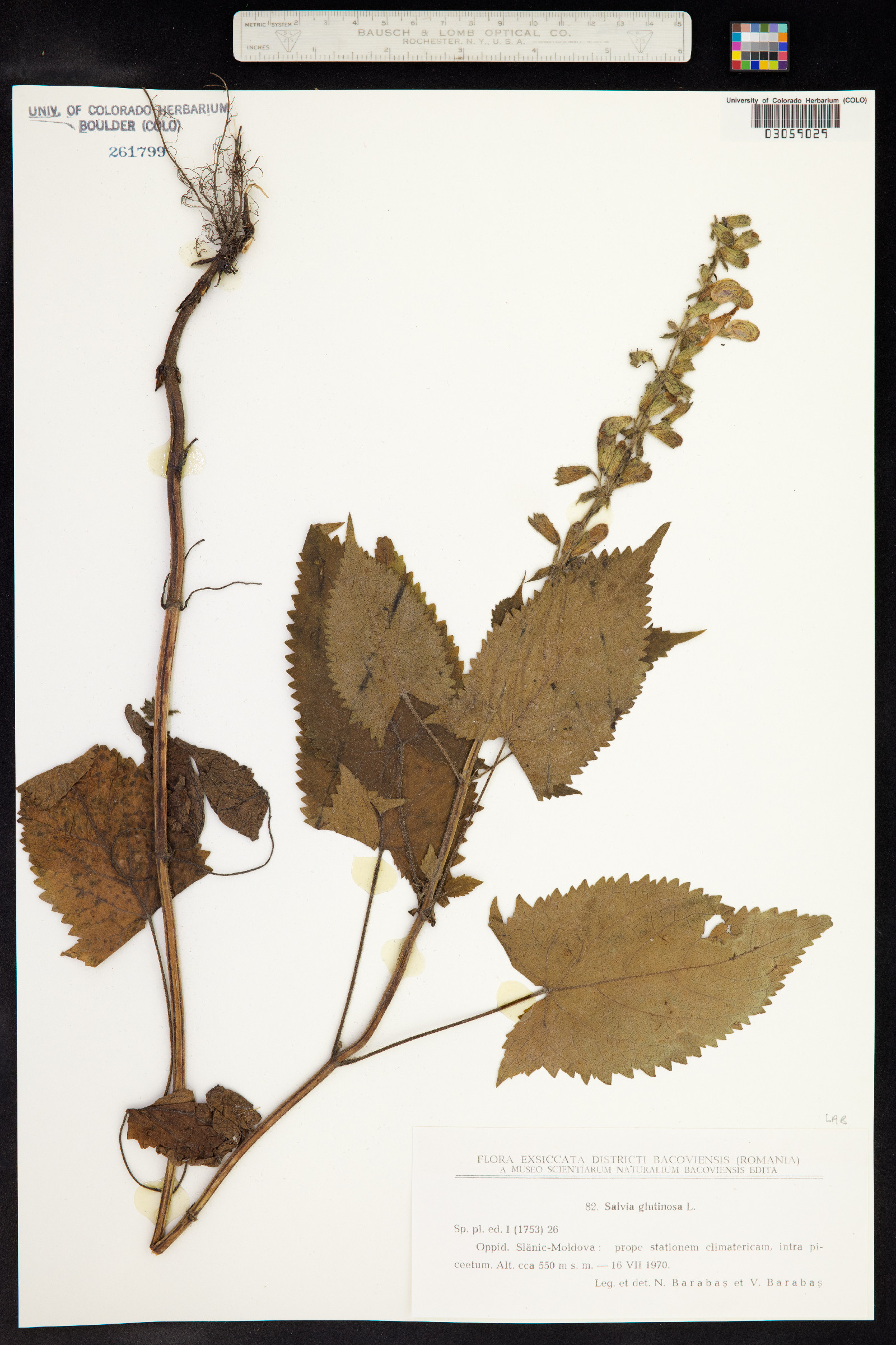 Salvia glutinosa image