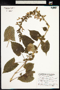 Salvia glutinosa image