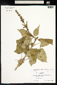 Salvia glutinosa image
