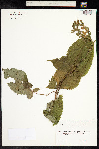 Salvia glutinosa image