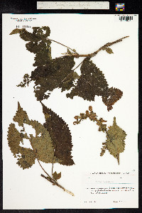 Salvia glutinosa image