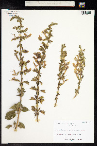 Salvia glutinosa image