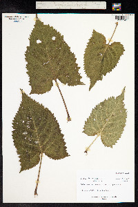 Salvia glutinosa image