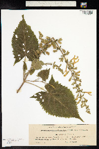 Salvia glutinosa image