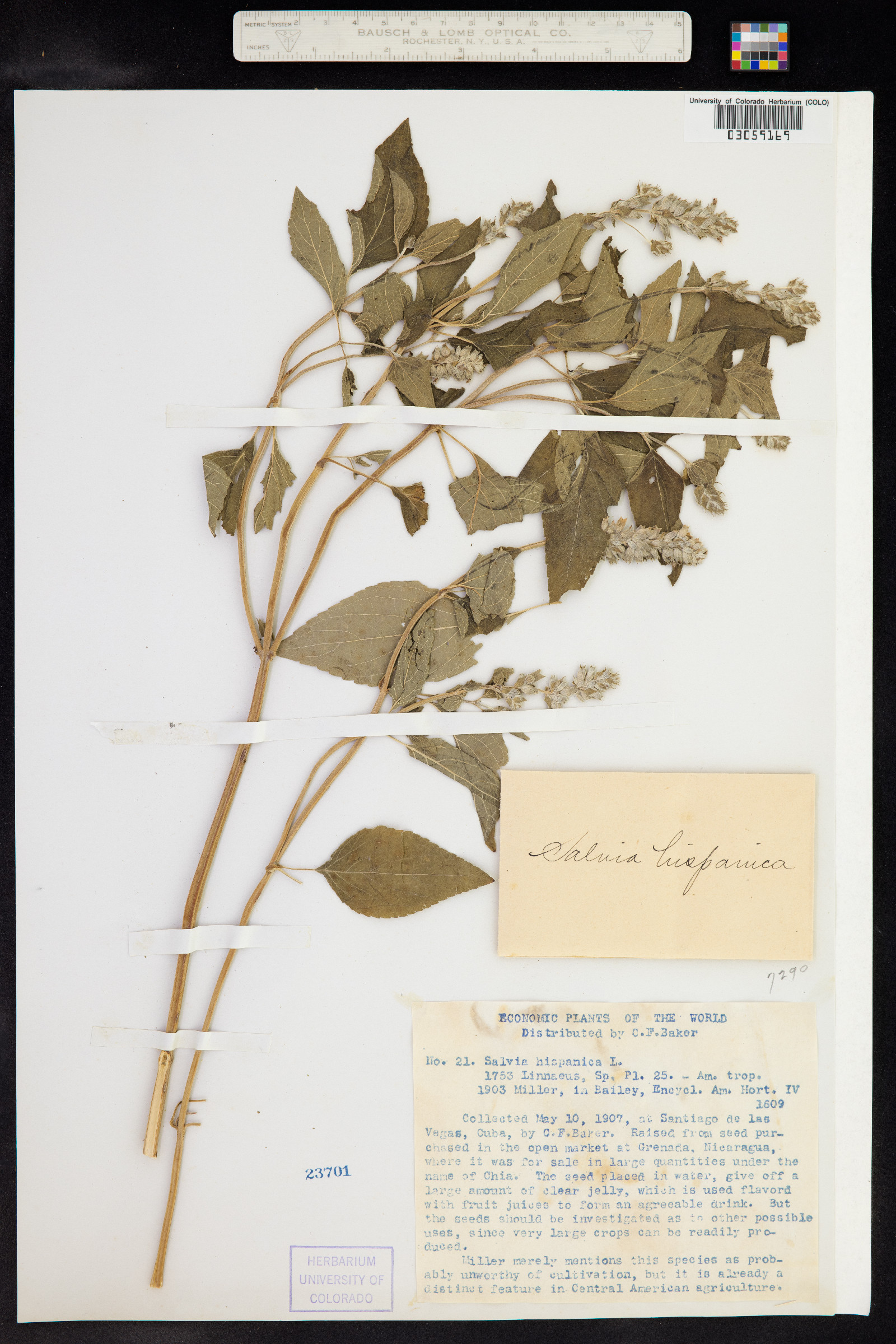 Salvia hispanica image