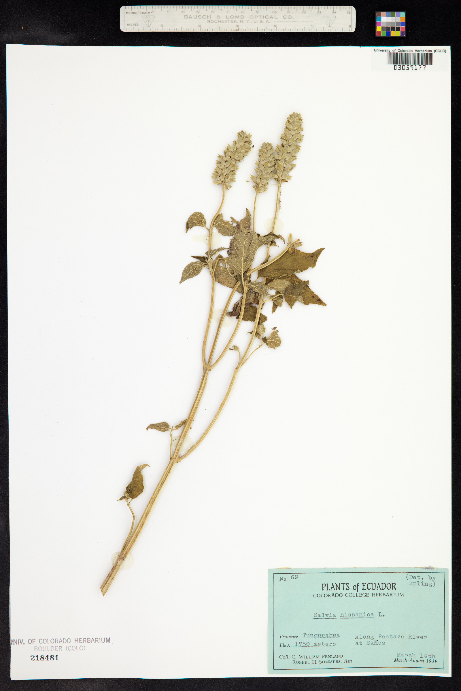 Salvia hispanica image