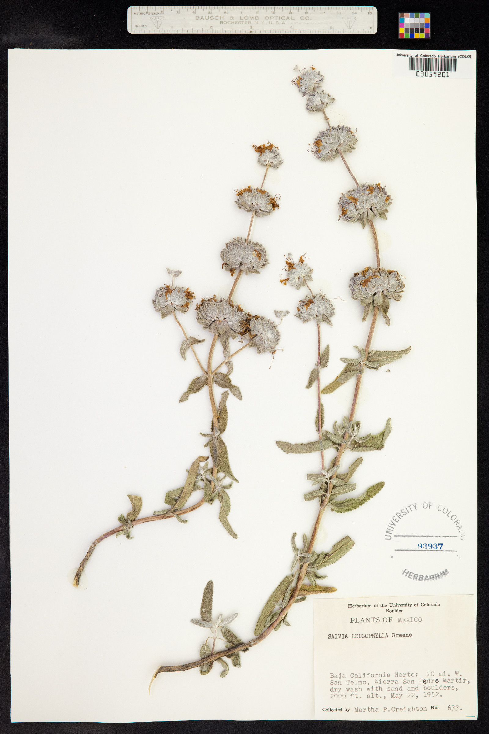Salvia leucophylla image