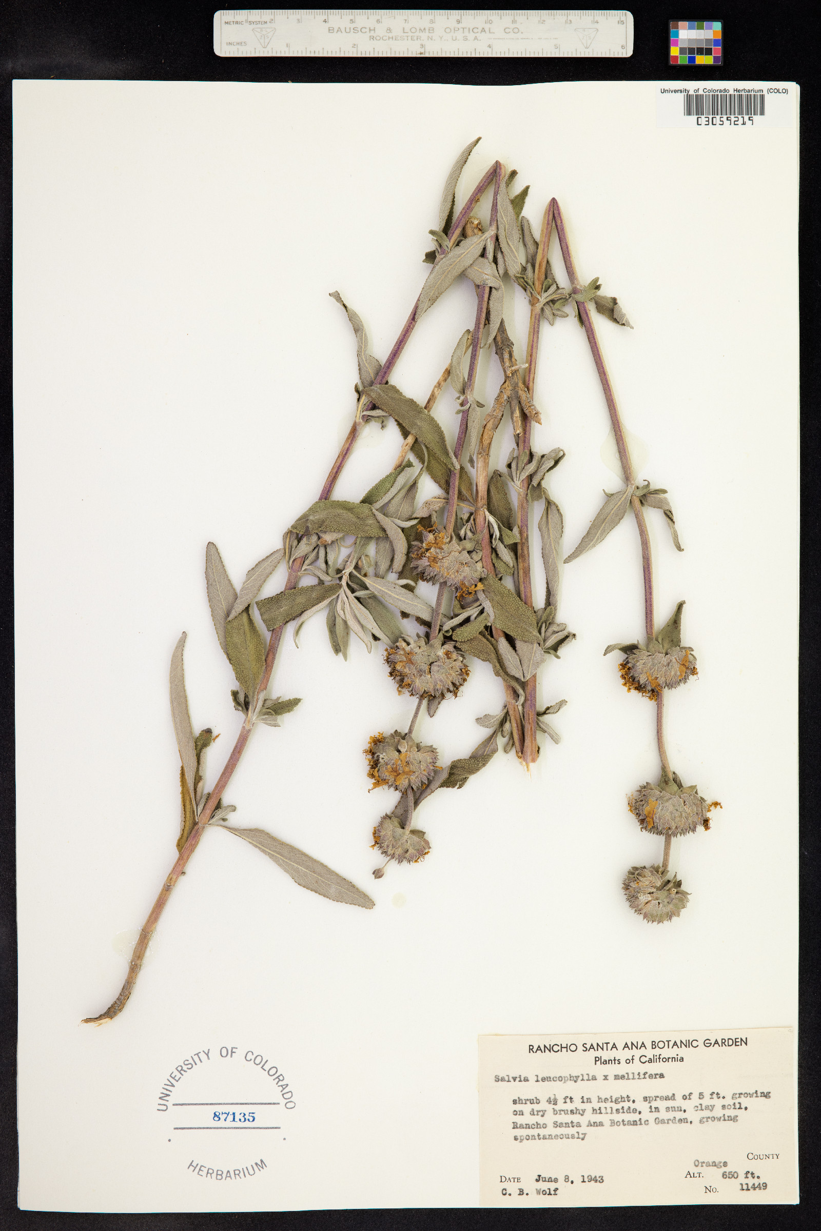Salvia leucophylla image