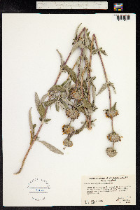 Salvia leucophylla image