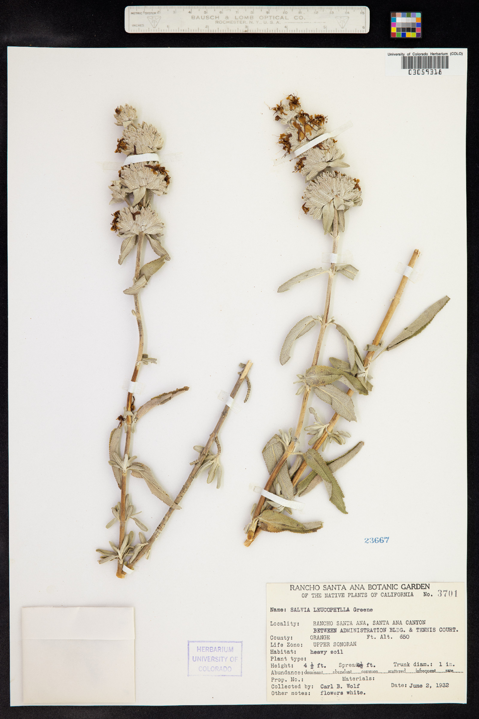 Salvia leucophylla image