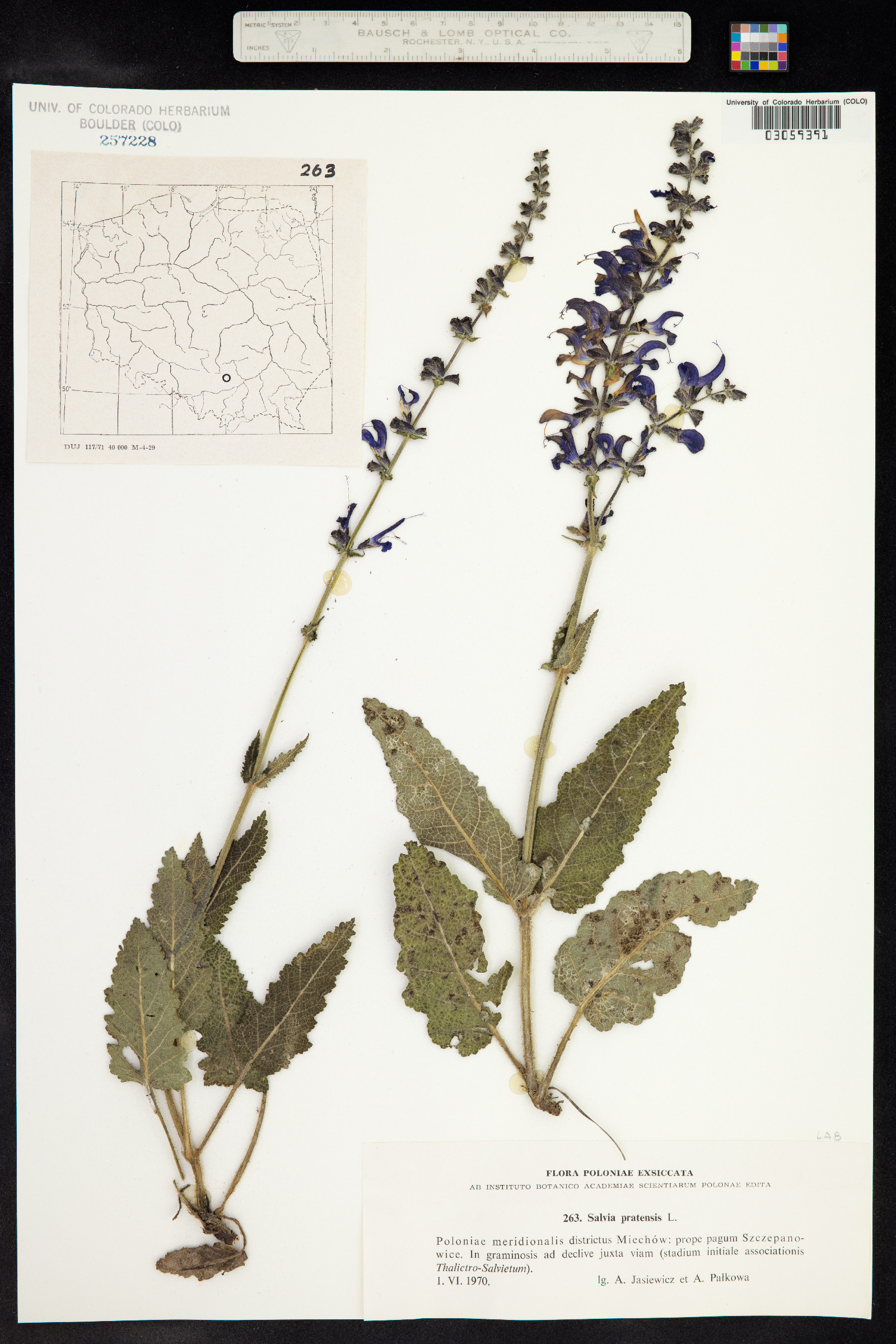 Salvia pratensis image