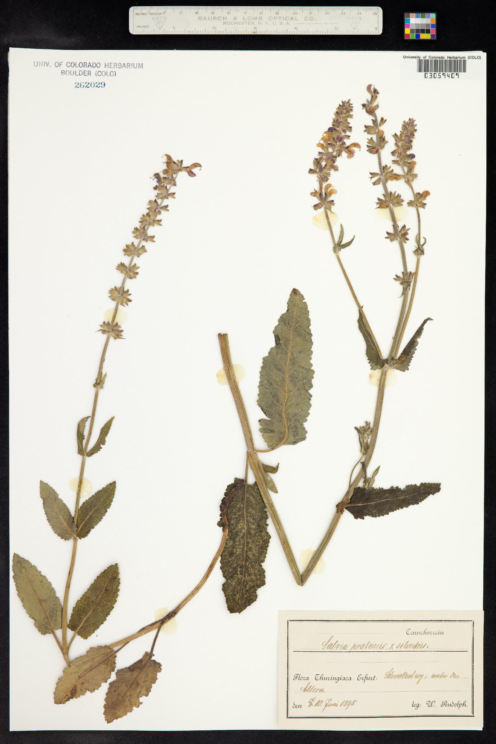 Salvia image