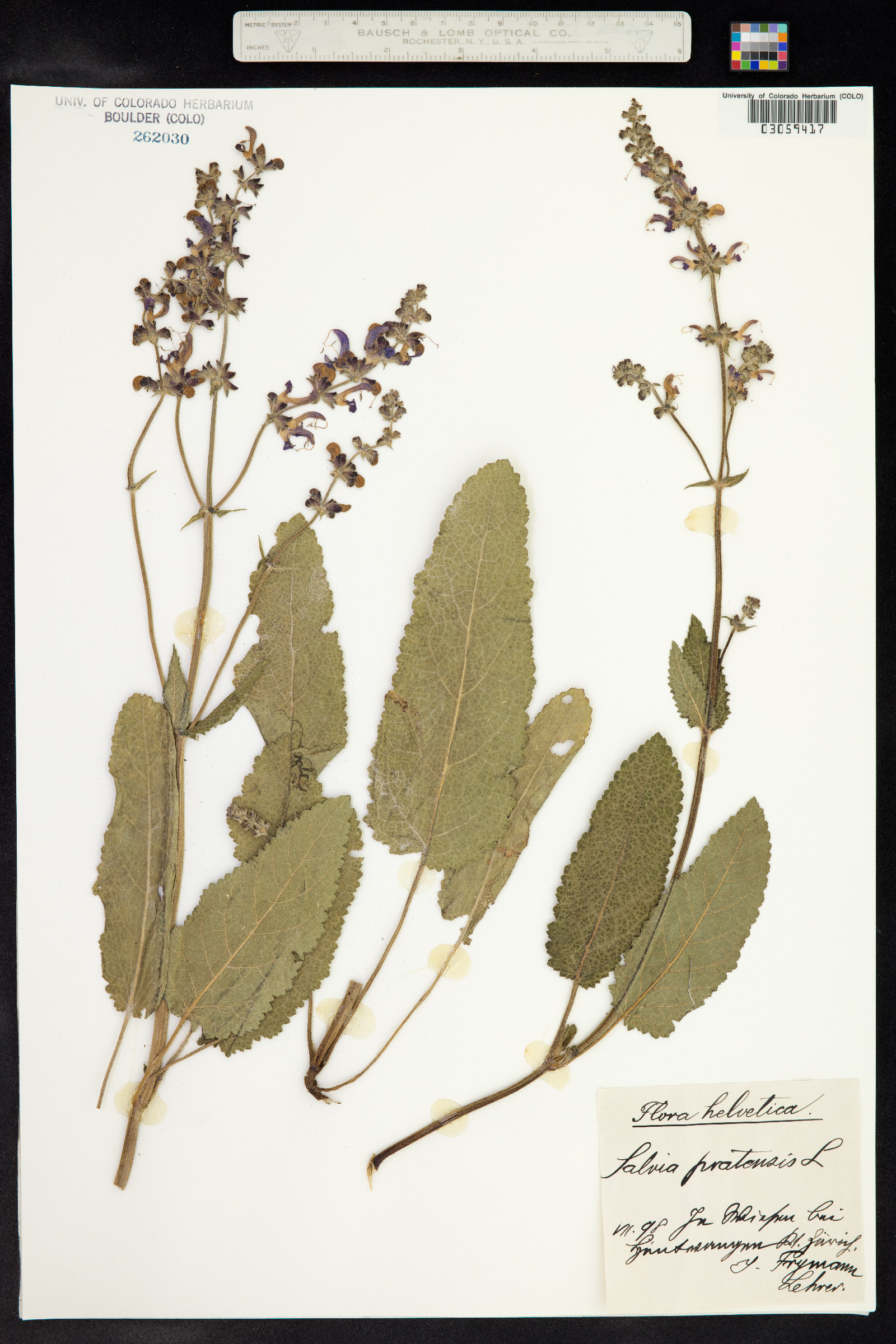 Salvia pratensis image