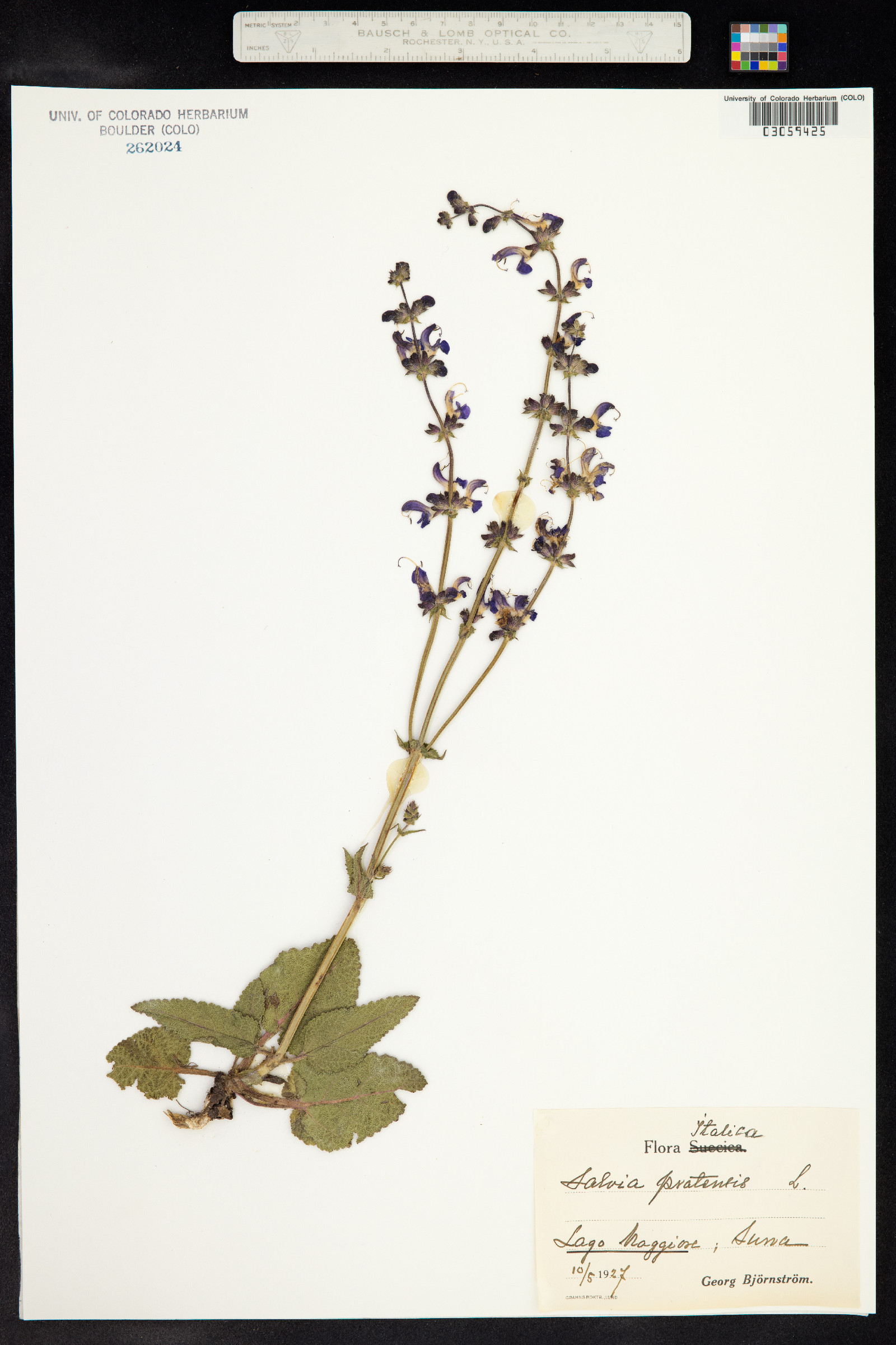 Salvia pratensis image