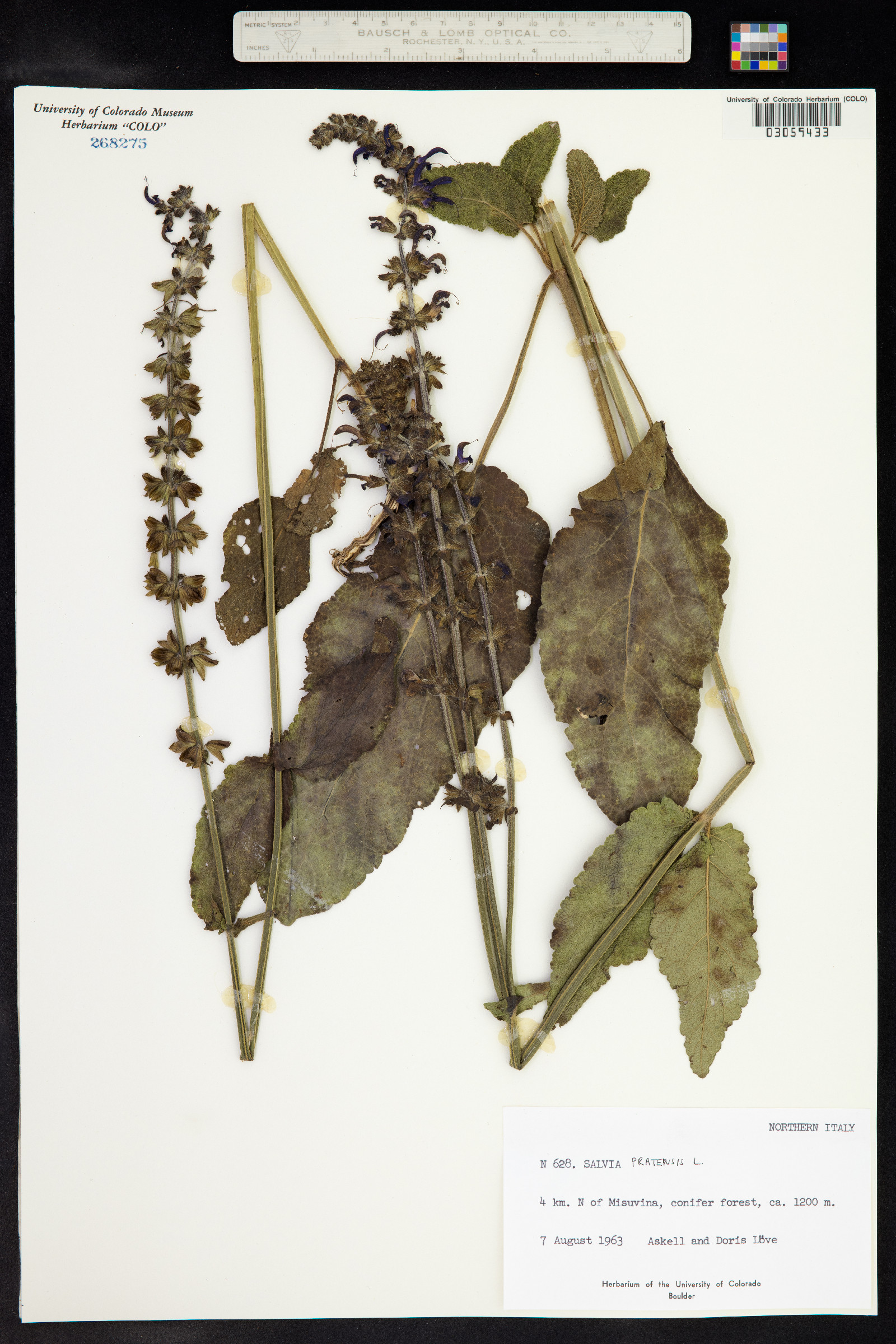 Salvia pratensis image
