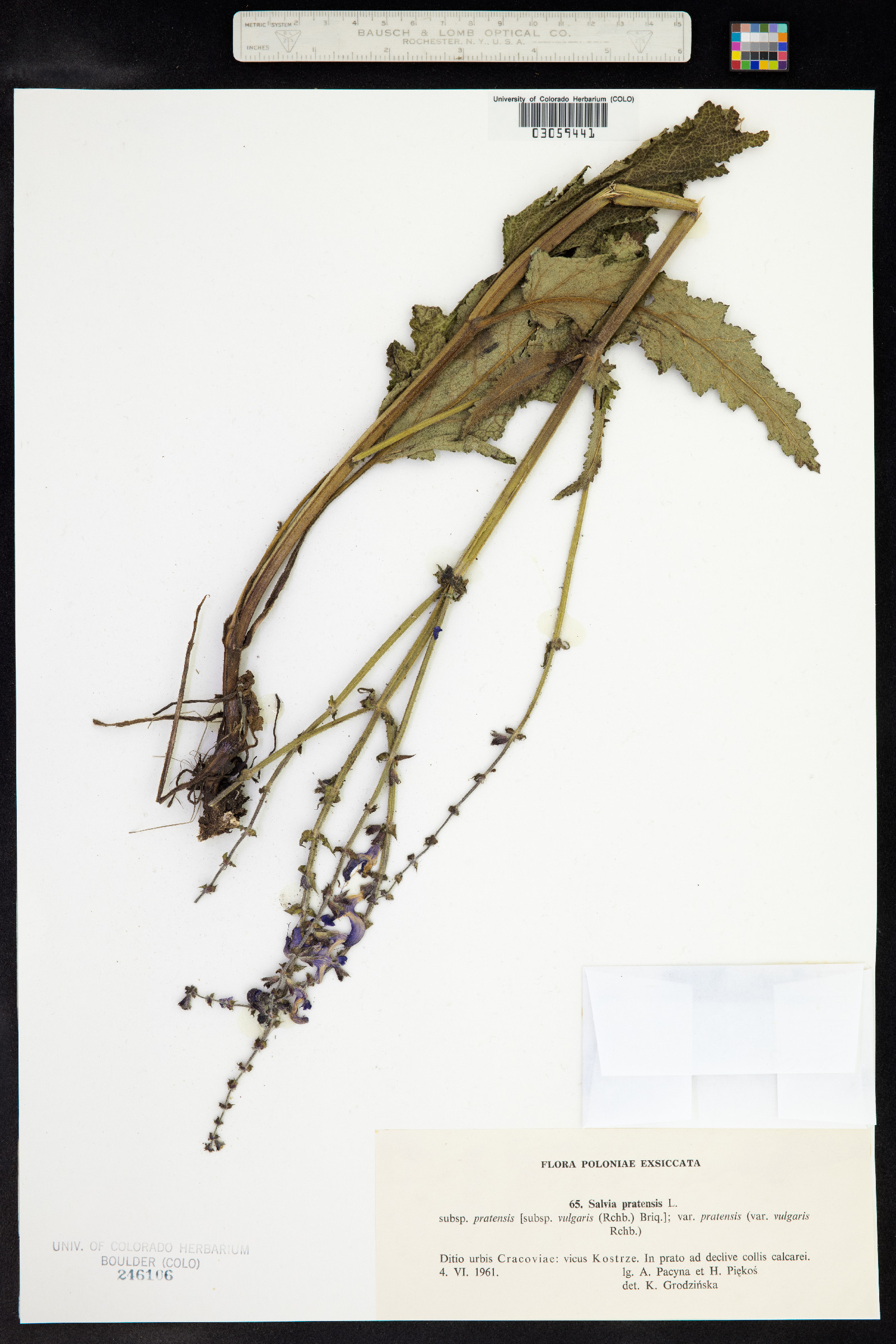 Salvia pratensis image