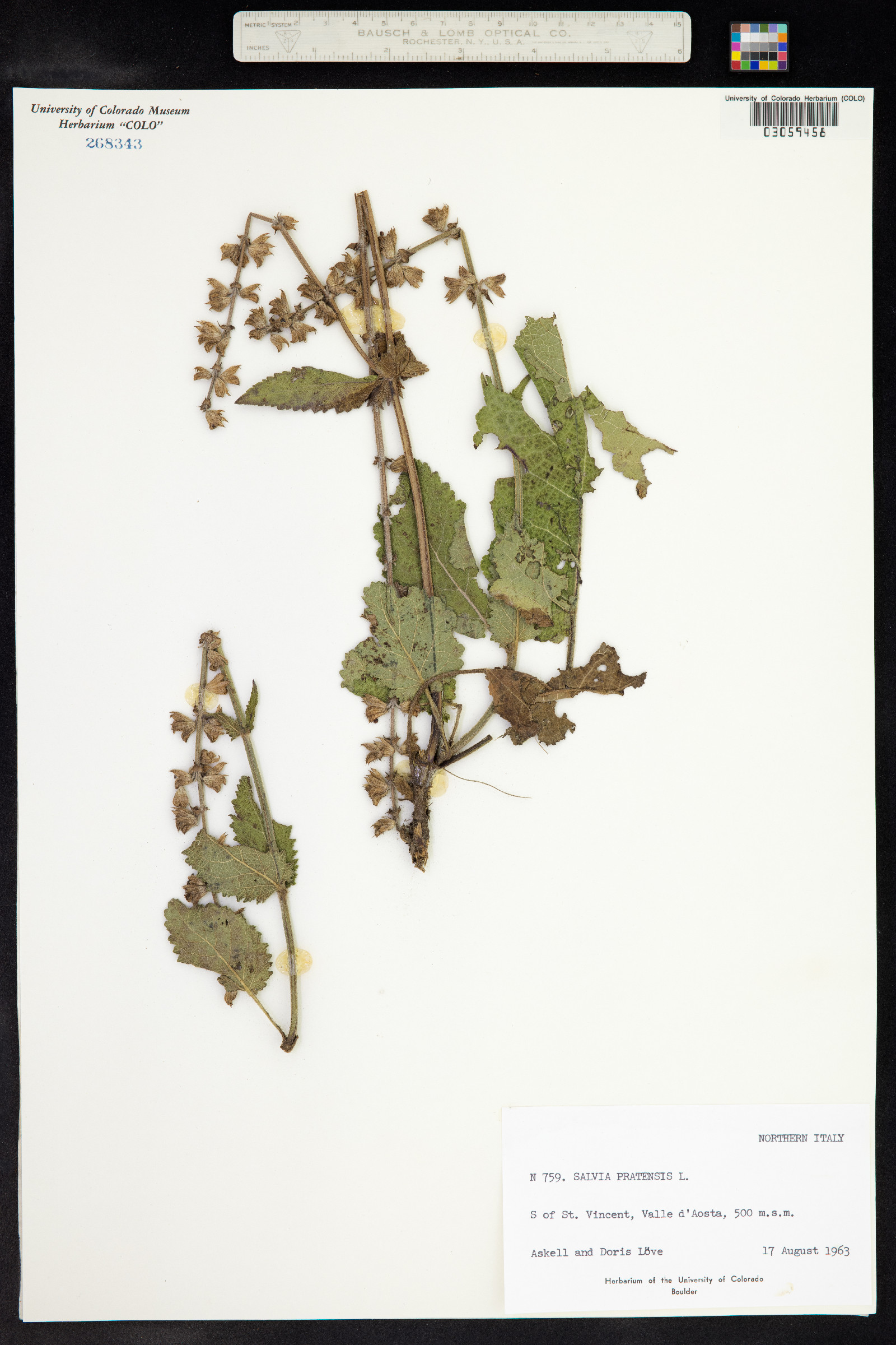 Salvia pratensis image