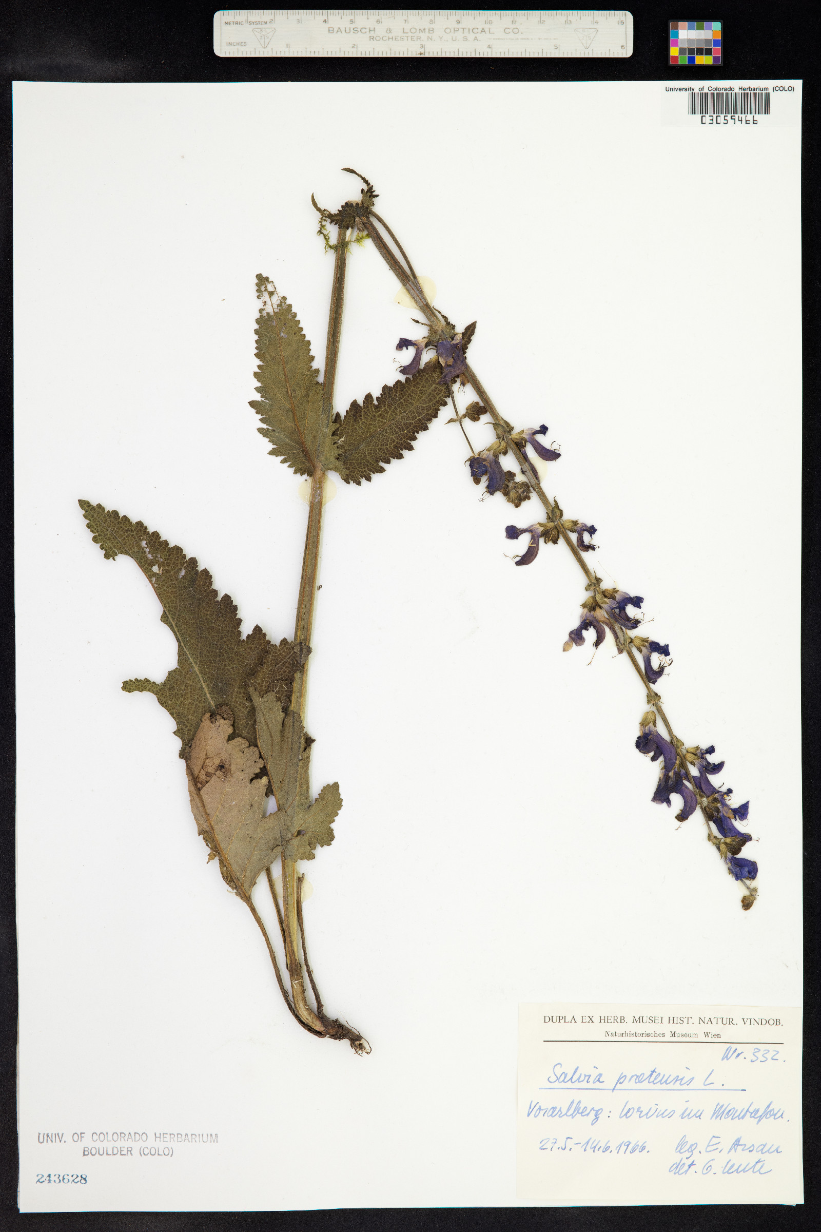 Salvia pratensis image