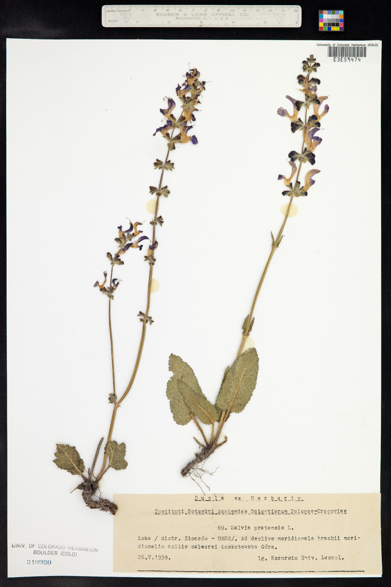 Salvia pratensis image