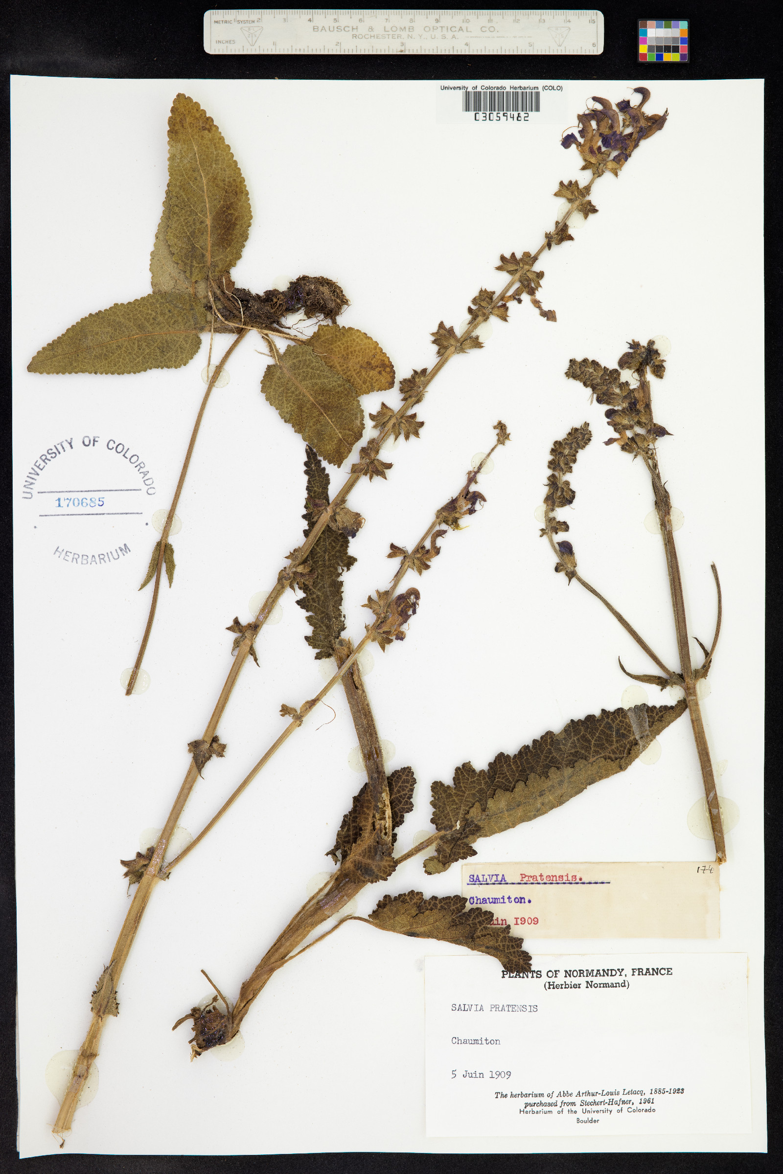 Salvia pratensis image