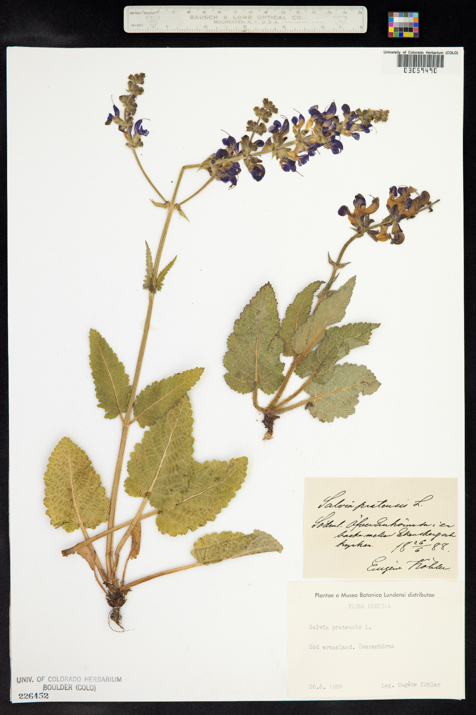 Salvia pratensis image