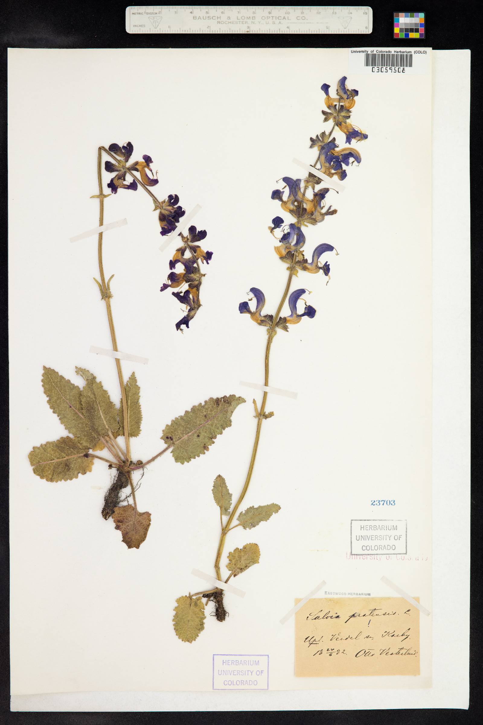 Salvia pratensis image