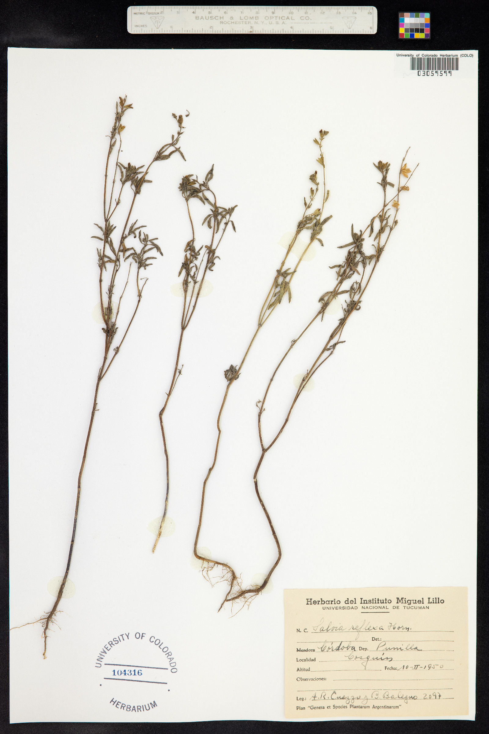 Salvia reflexa image