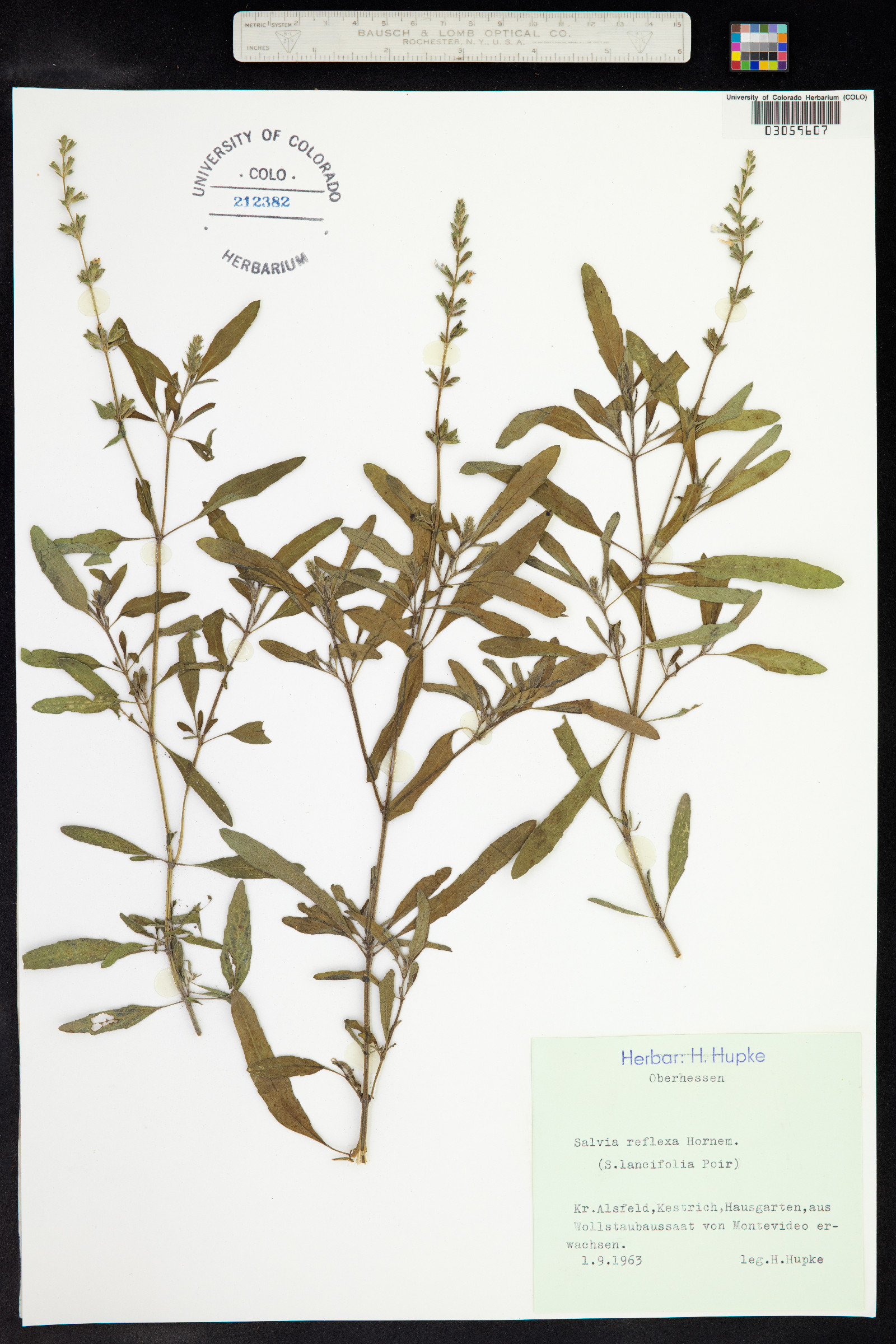 Salvia reflexa image