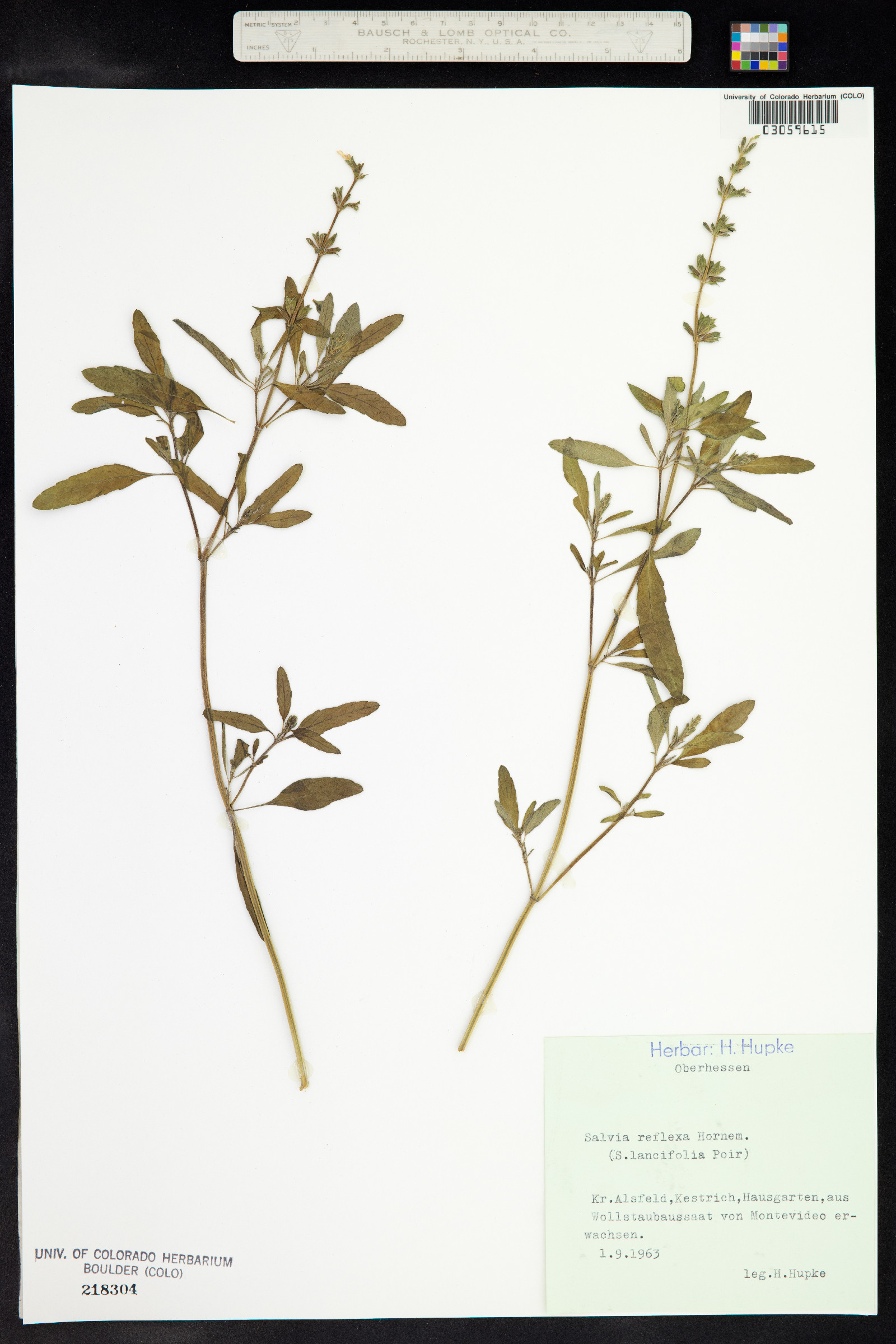 Salvia reflexa image