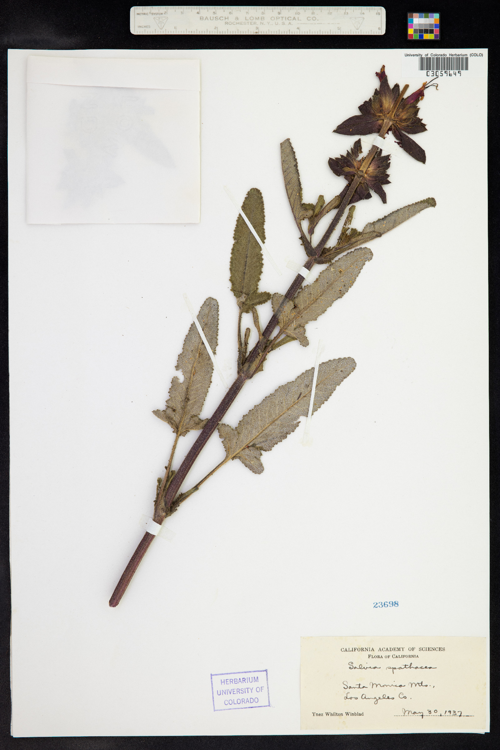 Salvia spathacea image