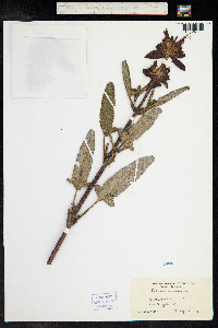 Salvia spathacea image