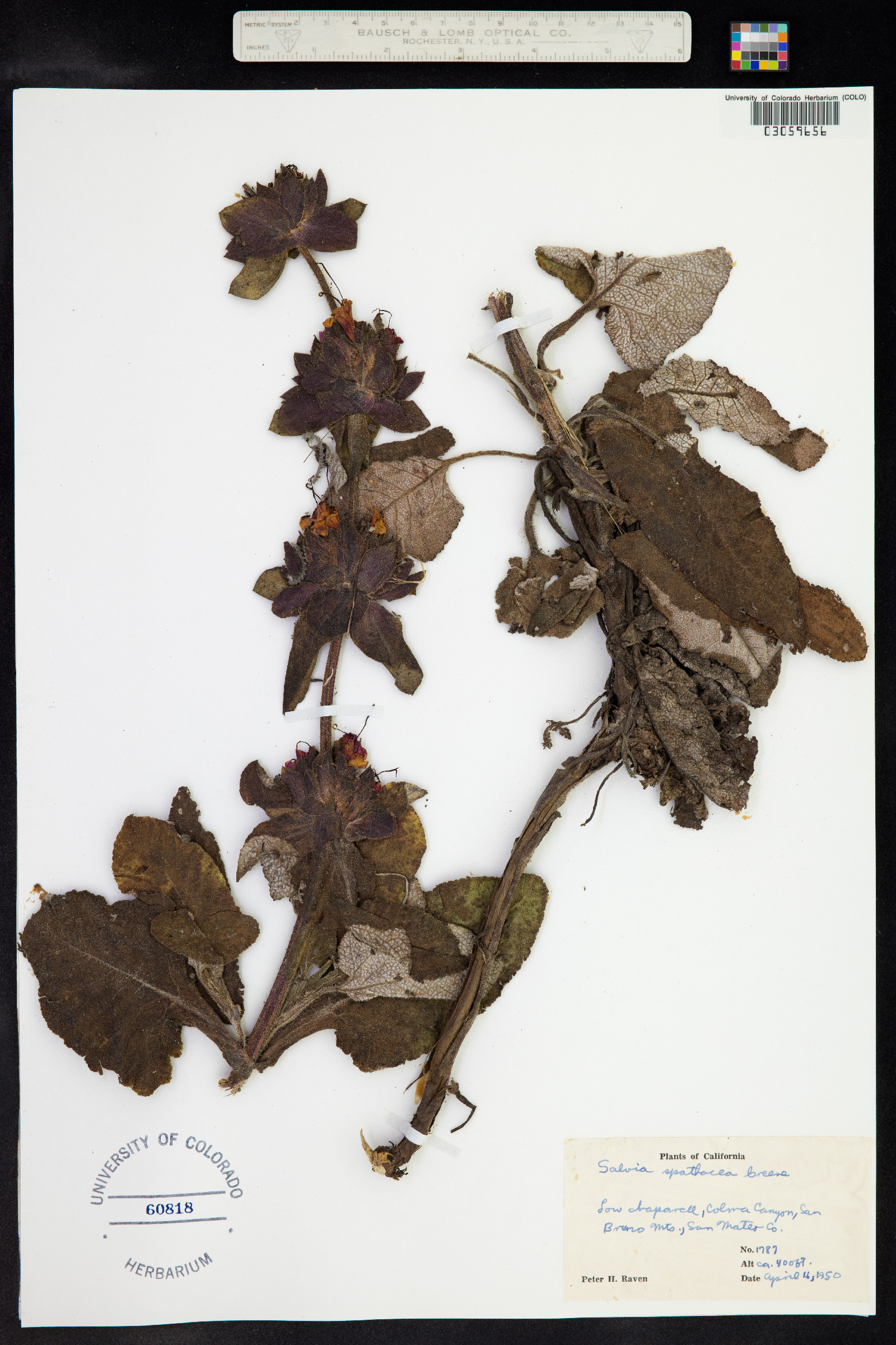 Salvia spathacea image