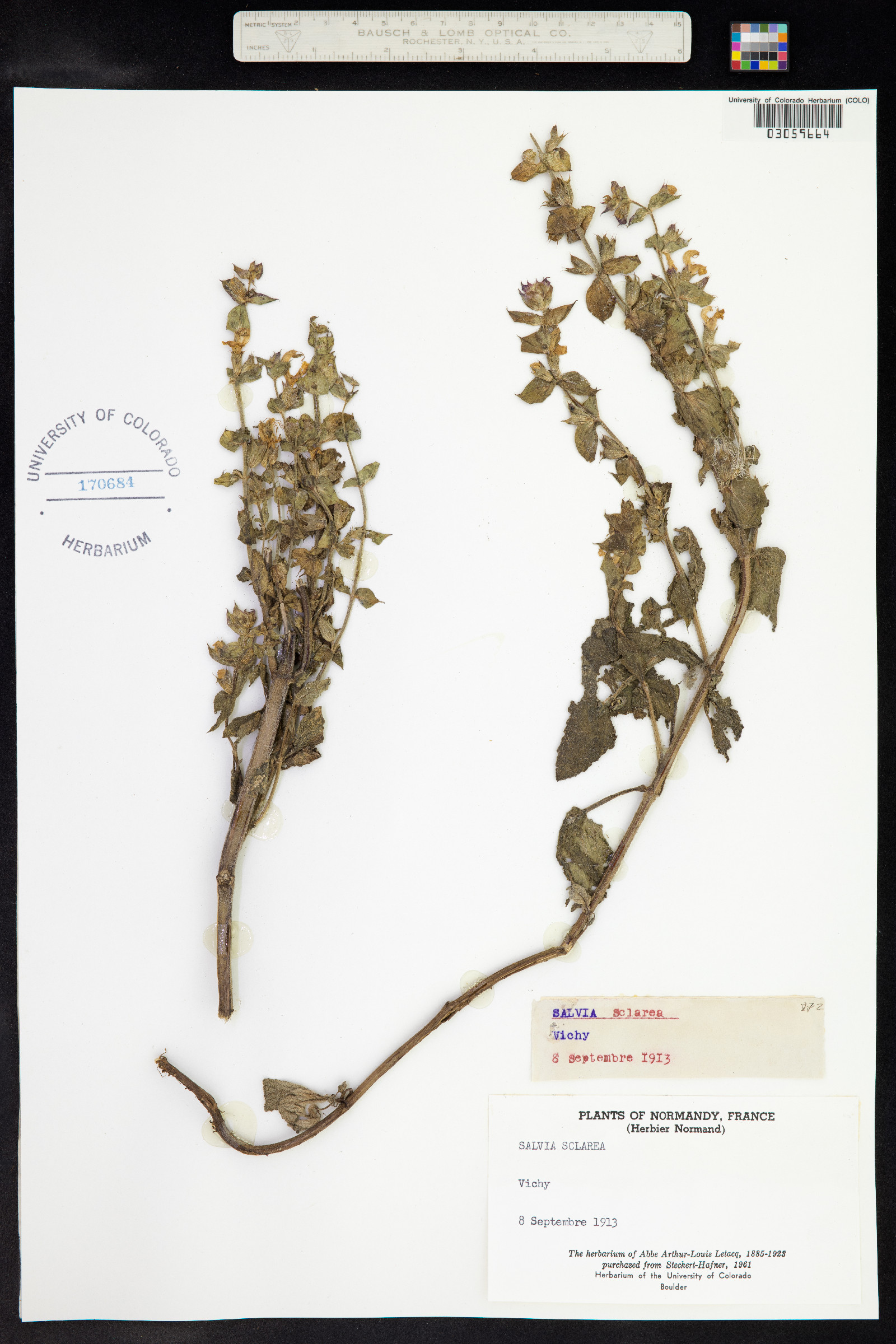 Salvia sclarea image