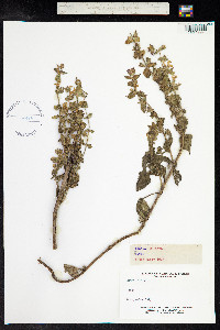 Salvia sclarea image