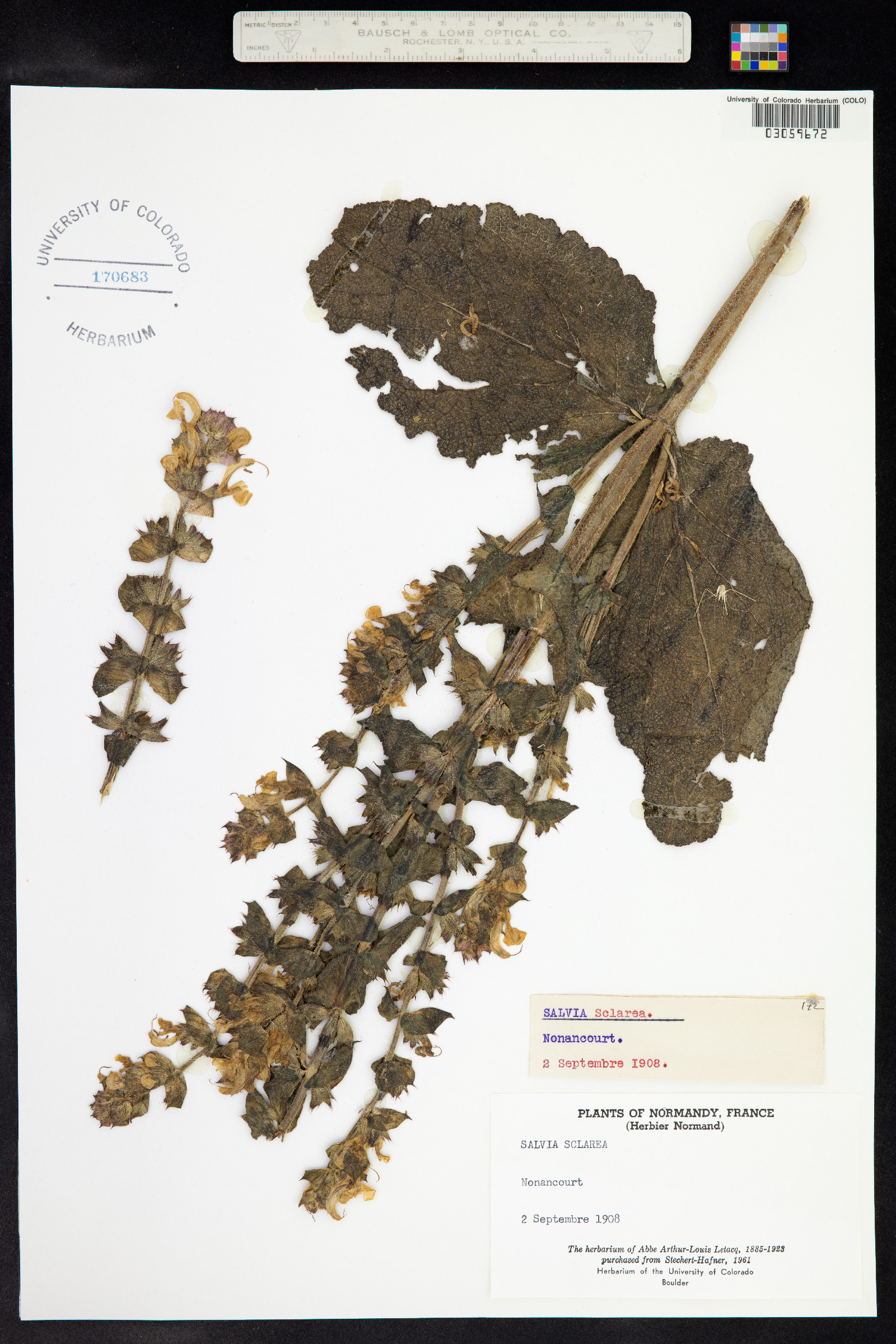 Salvia sclarea image