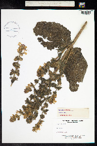 Salvia sclarea image