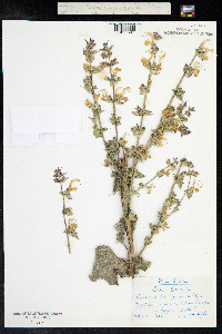 Salvia sclarea image