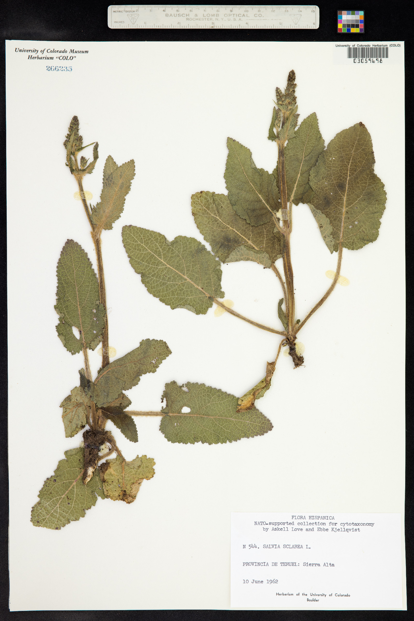 Salvia sclarea image