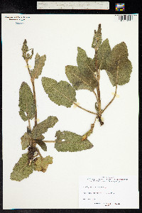 Salvia sclarea image