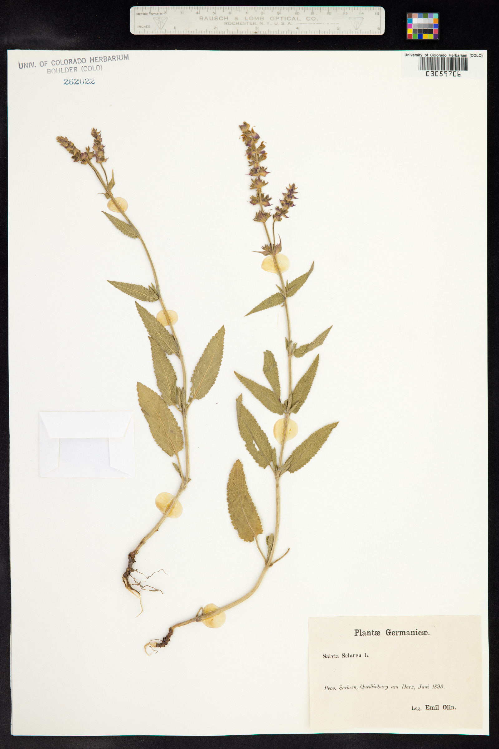 Salvia sclarea image