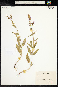 Salvia sclarea image