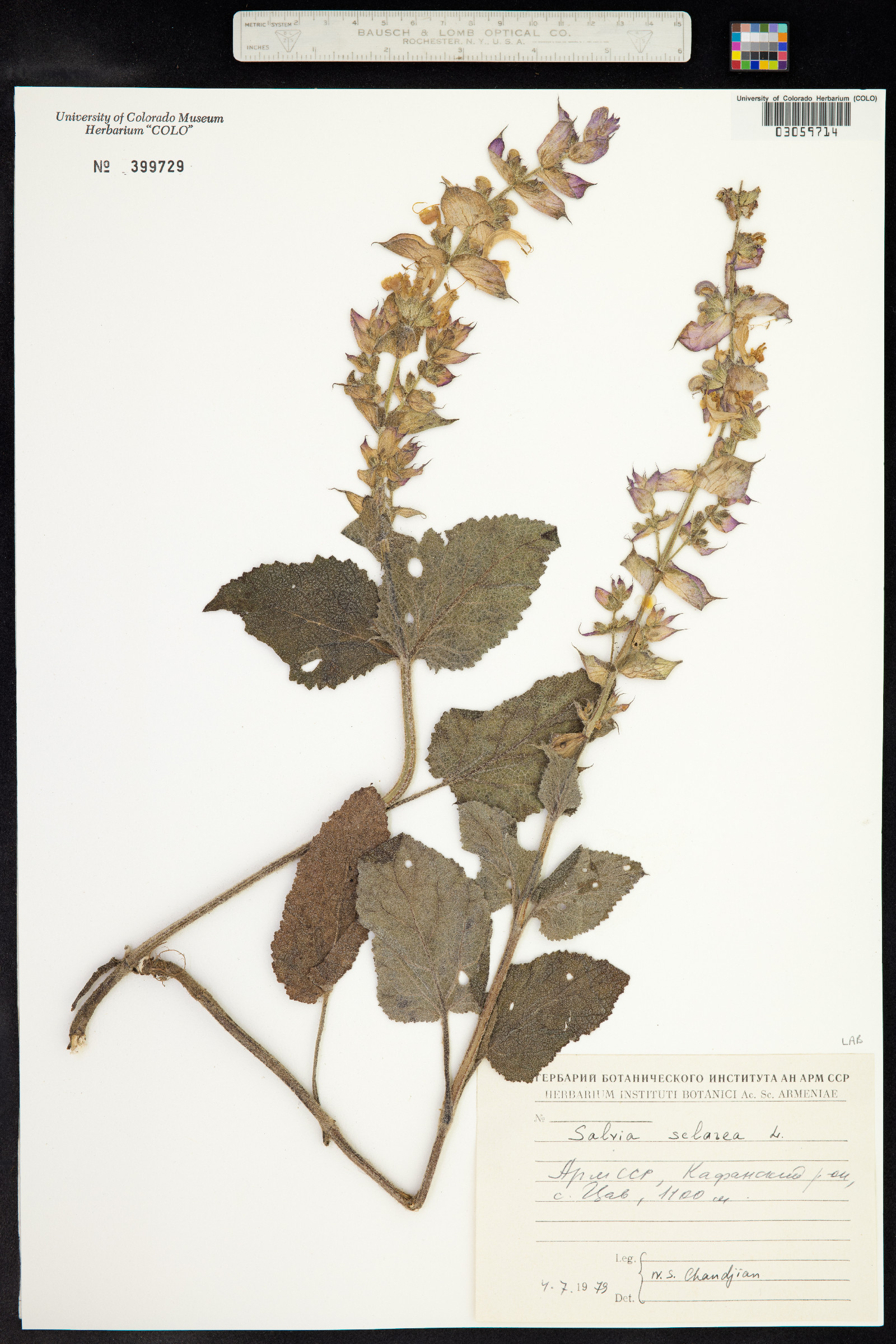 Salvia sclarea image