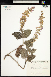 Salvia sclarea image