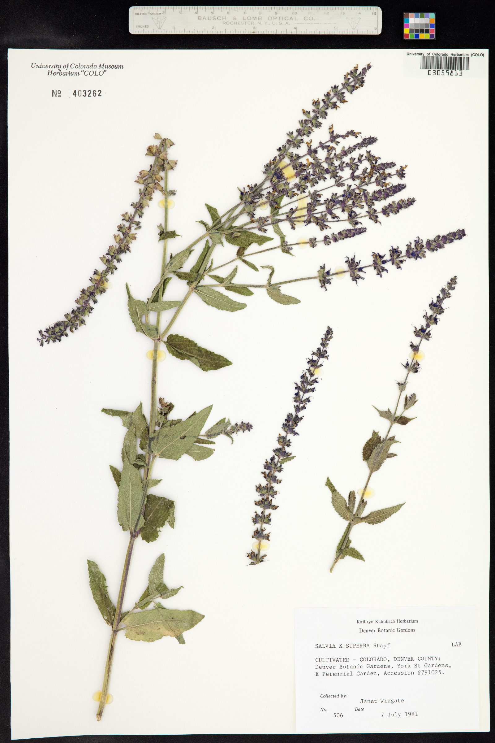 Salvia X superba image