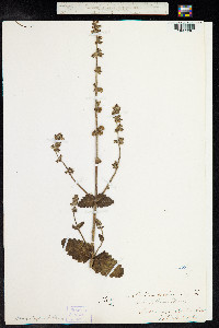 Salvia verbenaca image