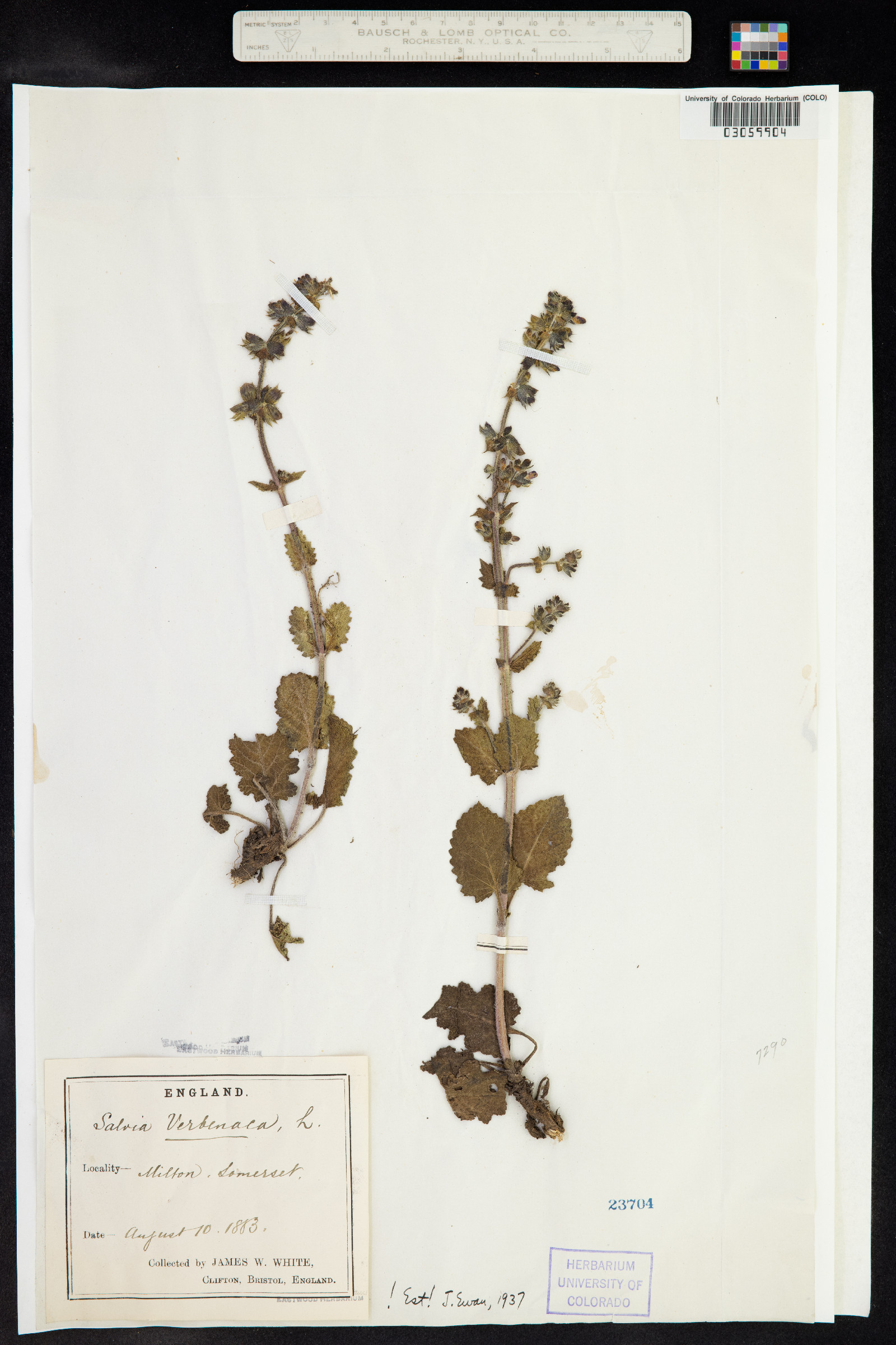 Salvia verbenaca image