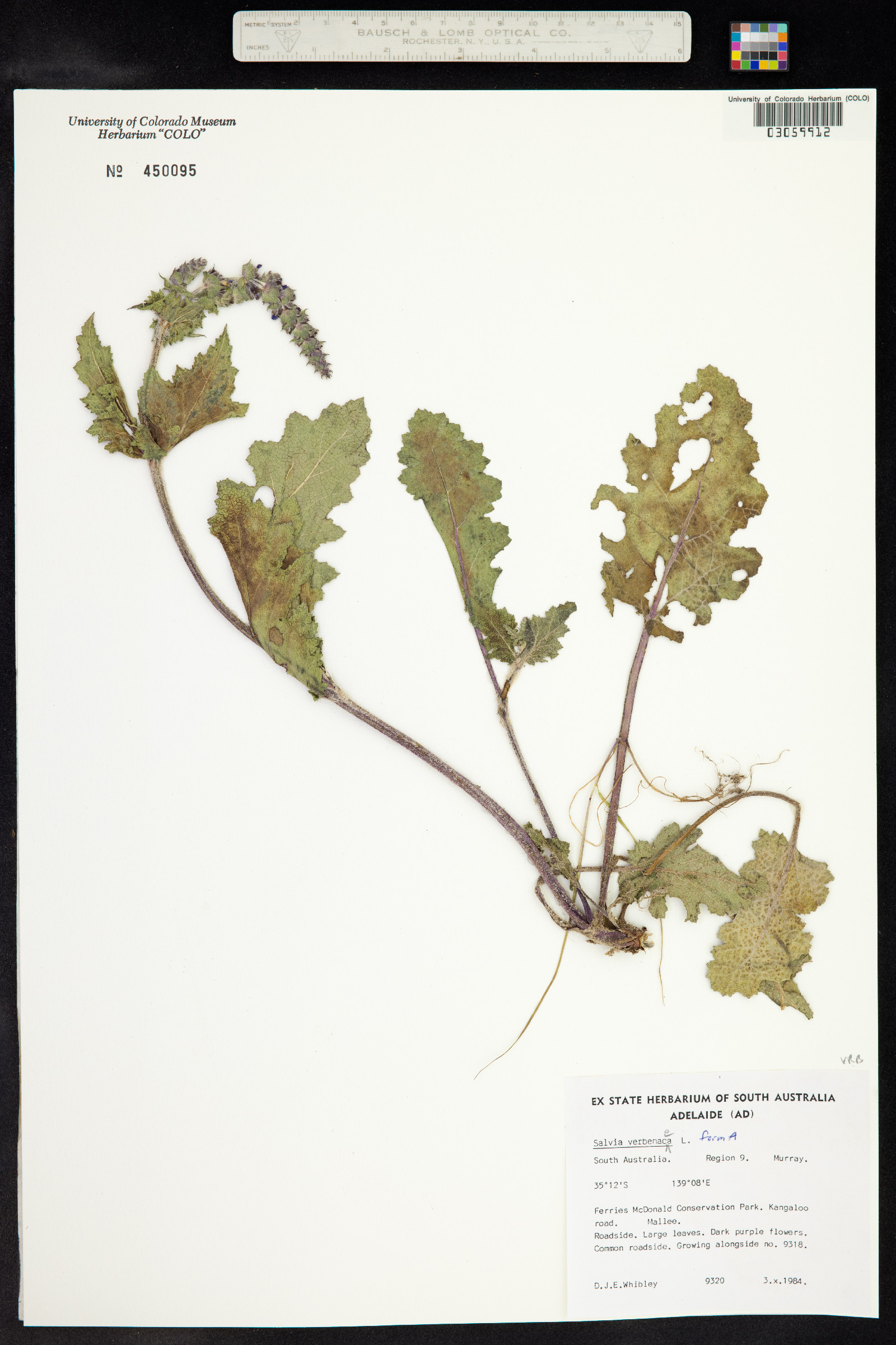 Salvia verbenaca image