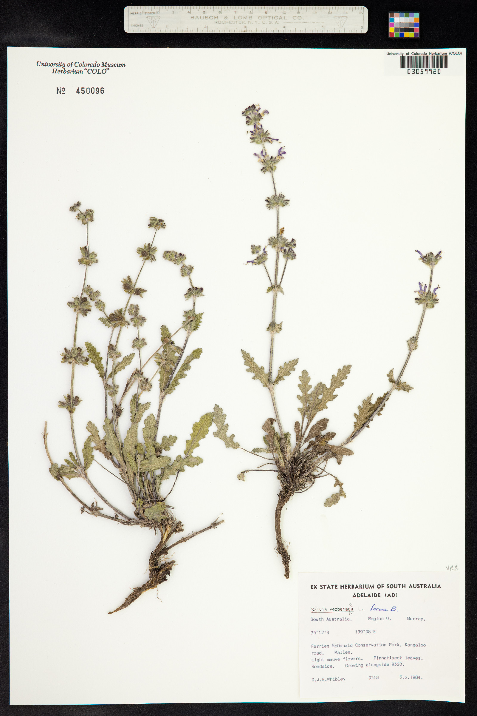 Salvia verbenaca image