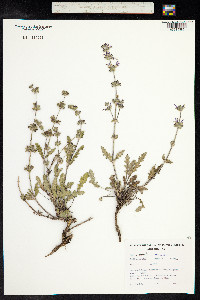 Salvia verbenaca image