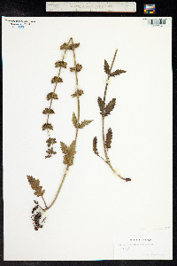 Salvia verbenaca image